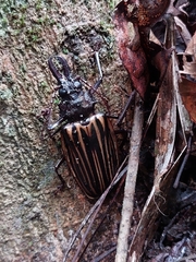 Macrodontia batesi