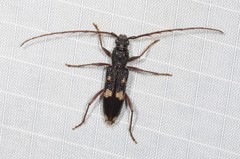 Phoracantha punctata