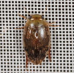 Laccophilus hyalinus
