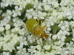 Cteniopus sulphureus