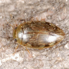 Laccophilus hyalinus