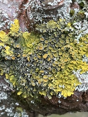 Xanthoria parietina