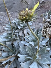 Enceliopsis covillei