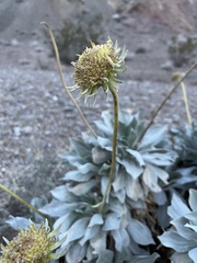Enceliopsis covillei