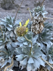 Enceliopsis covillei