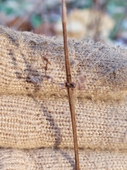 Comptonia peregrina