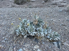 Enceliopsis covillei