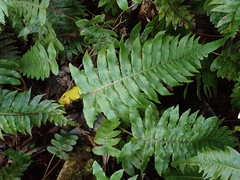 Cranfillia vulcanica