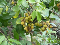 Lepisanthes tetraphylla