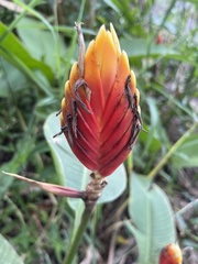 Heliconia episcopalis