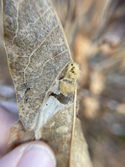 Neuroterus laurifoliae