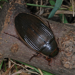 Dytiscus dimidiatus