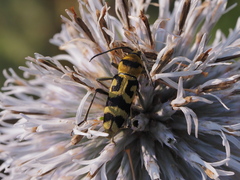 Chlorophorus varius