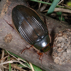 Dytiscus dimidiatus