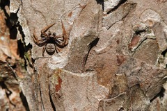 Coriarachne depressa