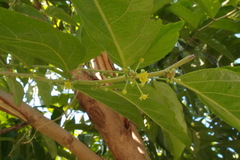 Glochidion philippicum