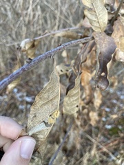 Neuroterus laurifoliae
