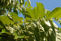 Glochidion philippicum