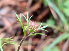 Daucus carota