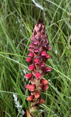 Disa versicolor