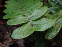 Cranfillia vulcanica