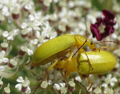 Cteniopus sulphureus