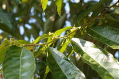 Glochidion philippicum