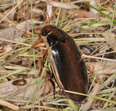 Dytiscus dimidiatus
