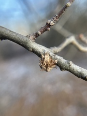 Dryocosmus floridensis