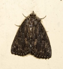 Crioa acronyctoides