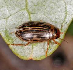 Hygrotus parallellogrammus