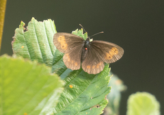 Erebia euryale