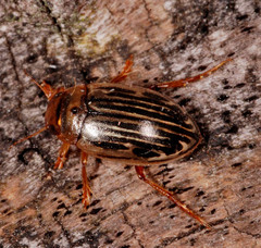 Hygrotus parallellogrammus