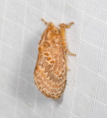 Pseudanapaea denotata