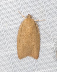 Enoplidia simplex