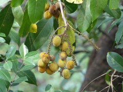 Lepisanthes tetraphylla