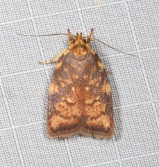 Pycnozancla epiprepes