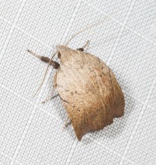 Tortricopsis semijunctella