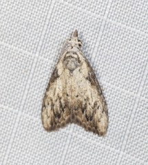 Nola pleurochorda
