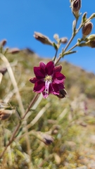 Malesherbia linearifolia