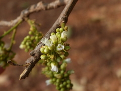 Lepisanthes tetraphylla