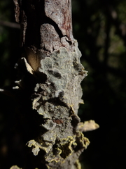 Crocodia rubella