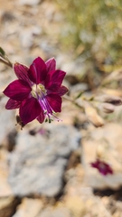 Malesherbia linearifolia