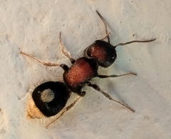 Sigilla dorsata