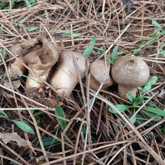 Lycoperdon