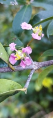 Malpighia emarginata
