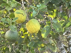 Citrus medica
