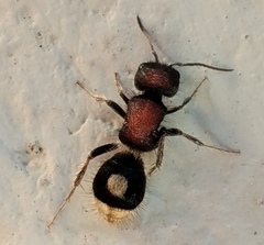 Sigilla dorsata