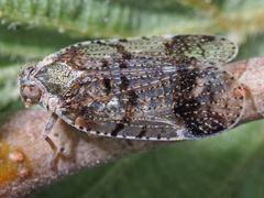 Cixius cunicularius