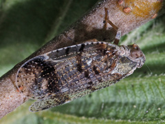 Cixius cunicularius